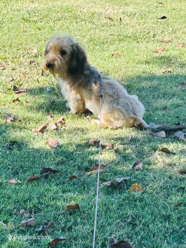 Doc – Miniature Dachshund puppy for sale in Durant, OK