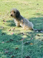 Doc, a male Miniature Dachshund for sale in Durant, OK – 1 of 3