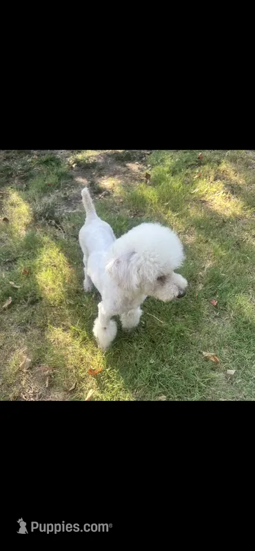 Murphy – Poodle - Miniature  puppy for sale in Durant, OK