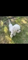 Murphy, a male Poodle - Miniature  for sale in Durant, OK – 1 of 2