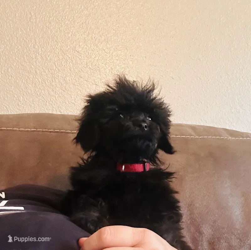 Male  – Cockapoo puppy for sale in Durant, OK