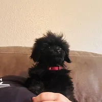 Male , a male Cockapoo for sale in Durant, OK – 1 of 4