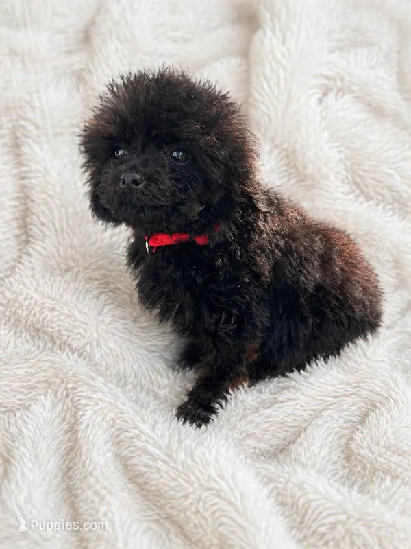 Male  – Cockapoo puppy for sale in Durant, OK