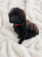 Male , a male Cockapoo for sale in Durant, OK – 2 of 4
