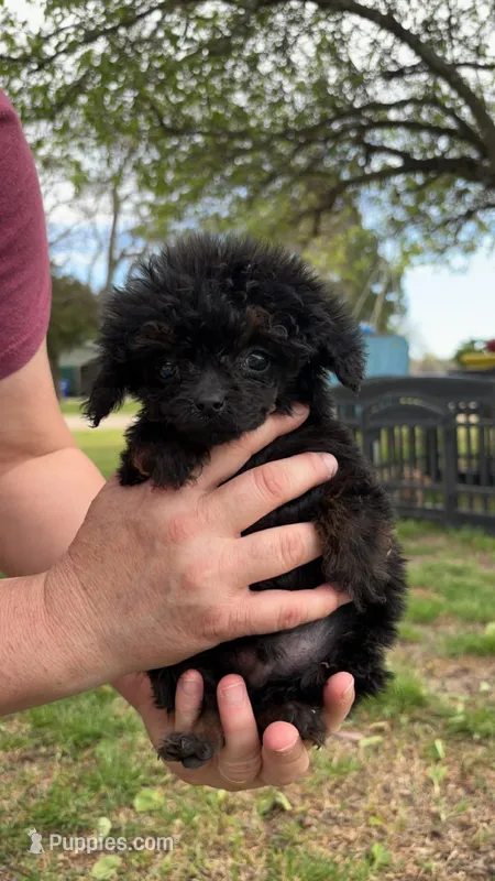 Male  – Cockapoo puppy for sale in Durant, OK