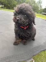 Male , a male Cockapoo for sale in Durant, OK – 3 of 4