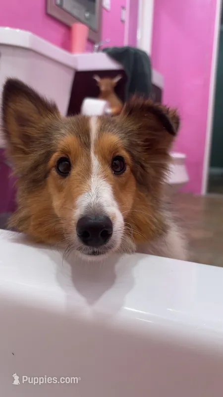 Bebe – Shetland Sheepdog puppy for sale in Durant, OK
