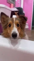 Bebe, a female Shetland Sheepdog for sale in Durant, OK – 1 of 2