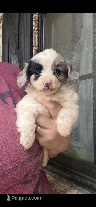 Male 1 – Dachshund, Shih Tzu puppy for sale in Durant, OK