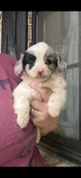 Male 1, a male Dachshund and Shih Tzu for sale in Durant, OK – 1 of 1