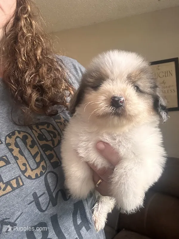 Male 2 – Shih Tzu, Miniature Dachshund puppy for sale in Durant, OK