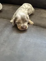 Male, a male Miniature Dachshund for sale in Durant, OK – 2 of 3