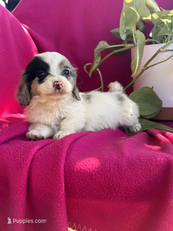Male 1 – Shih Tzu, Miniature Dachshund puppy on hold in Durant, OK