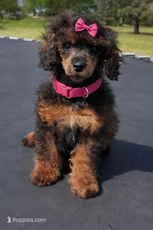 Female – Cockapoo puppy for sale in Durant, OK