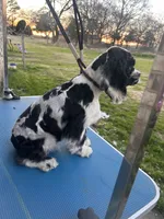 Conway, a male Cocker Spaniel for sale in Durant, OK – 3 of 3