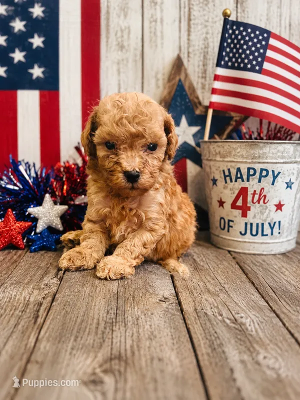 Red male  – Poodle - Toy  puppy for sale in Durant, OK