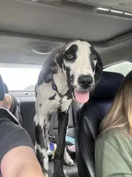 Lily, a female Great Dane for sale in Durant, OK – 1 of 1