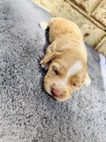Pumpkin , a female Miniature Dachshund for sale in Durant, OK – 1 of 4