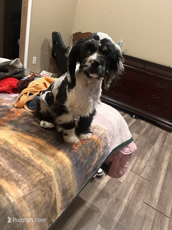 Conway – Cocker Spaniel puppy for sale in Durant, OK