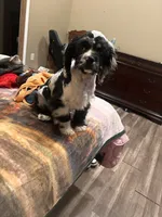 Conway, a male Cocker Spaniel for sale in Durant, OK – 1 of 3