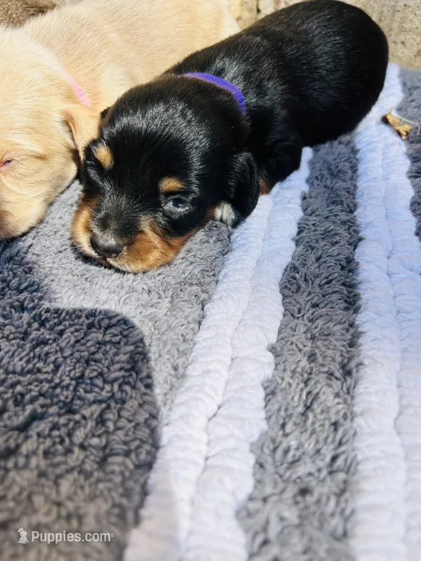 Aspen  – Miniature Dachshund puppy for sale in Durant, OK