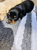 Aspen , a female Miniature Dachshund for sale in Durant, OK – 1 of 2