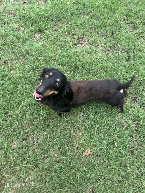 Georgie  – Dachshund puppy for sale in Durant, OK