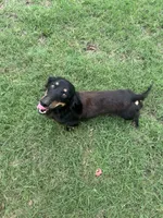 Georgie , a male Dachshund for sale in Durant, OK – 1 of 2