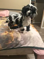 Conway, a male Cocker Spaniel for sale in Durant, OK – 2 of 3