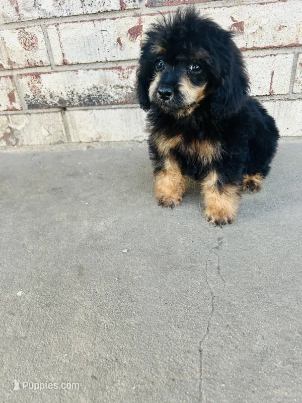 Phantom male  – Poodle - Toy  puppy for sale in Durant, OK