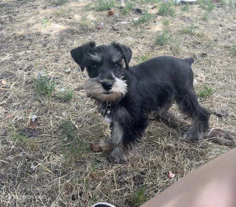 Arlo – Miniature Schnauzer puppy for sale in Durant, OK