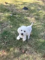 Murphy, a male Poodle - Miniature  for sale in Durant, OK – 2 of 2