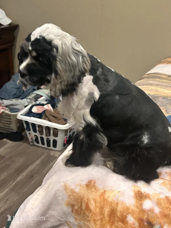 Conway – Cocker Spaniel puppy for sale in Durant, OK