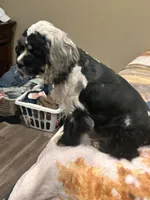 Conway, a male Cocker Spaniel for sale in Durant, OK – 1 of 3