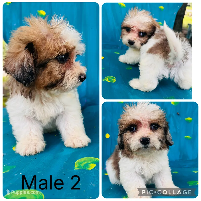 Male 2 – Dachshund, Shih Tzu puppy for sale in Durant, OK