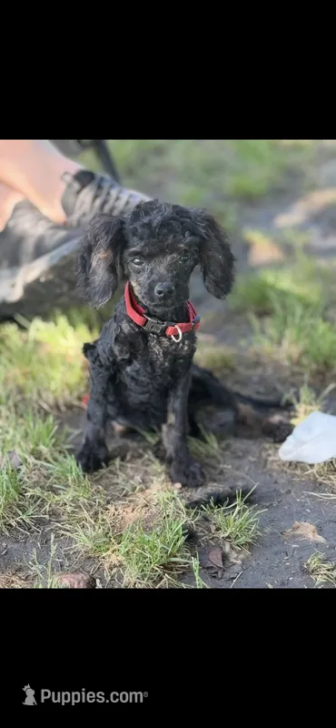 Chigger  – Cockapoo puppy for sale in Durant, OK