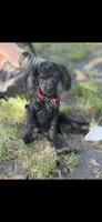 Chigger , a  Cockapoo for sale in Durant, OK – 1 of 1