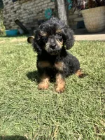 Phantom male , a male Poodle - Toy  for sale in Durant, OK – 1 of 1