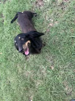 Georgie , a male Dachshund for sale in Durant, OK – 2 of 2