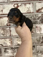 Aspen , a female Miniature Dachshund for sale in Durant, OK – 2 of 2