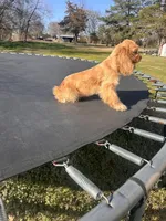 Loretta, a female Cocker Spaniel for sale in Durant, OK – Photo 3 of 3
