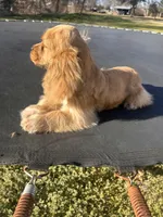 Loretta, a female Cocker Spaniel for sale in Durant, OK – Photo 2 of 3