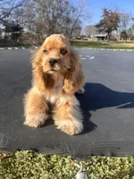 Loretta, a female Cocker Spaniel for sale in Durant, OK – Photo 1 of 3