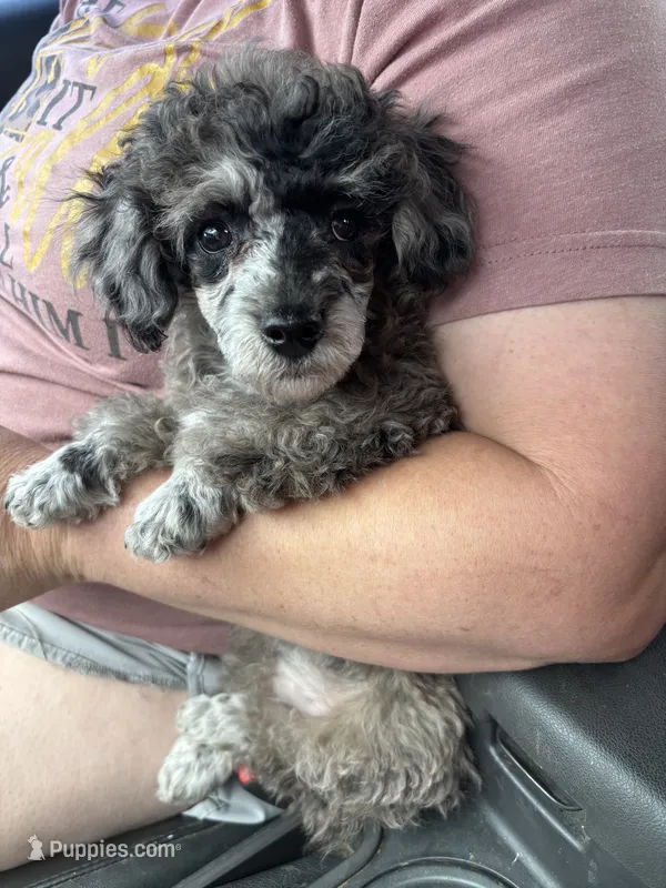 Male – Poodle - Toy  puppy for sale in Durant, OK
