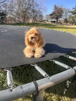 Loretta, a female Cocker Spaniel for sale in Durant, OK – Photo 2 of 5