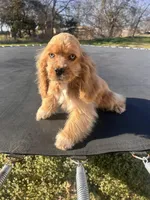 Loretta, a female Cocker Spaniel for sale in Durant, OK – Photo 5 of 5