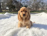 Loretta, a female Cocker Spaniel for sale in Durant, OK – Photo 1 of 5