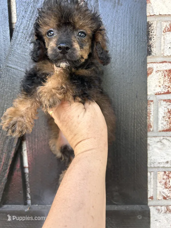 Male 1 – Poodle - Toy  puppy for sale in Durant, OK