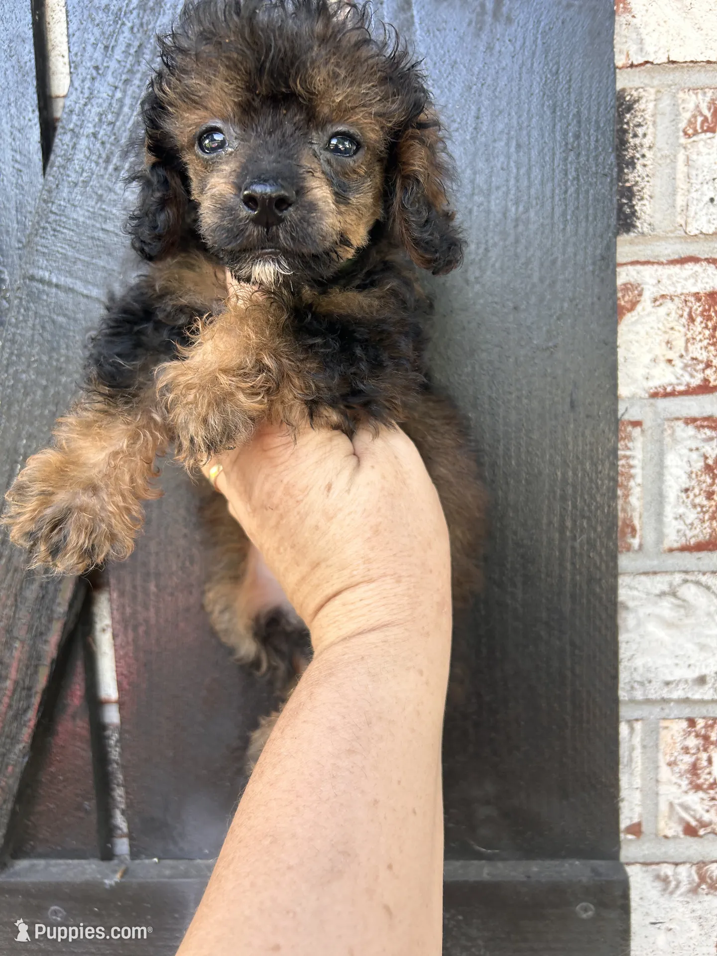 Male 1 – Poodle - Toy Puppy for Sale in Durant, OK | Puppies.com