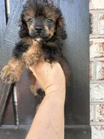 Male 1, a male Poodle - Toy  for sale in Durant, OK – 1 of 3